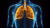 Simple diagram of human lungs with anatomical details