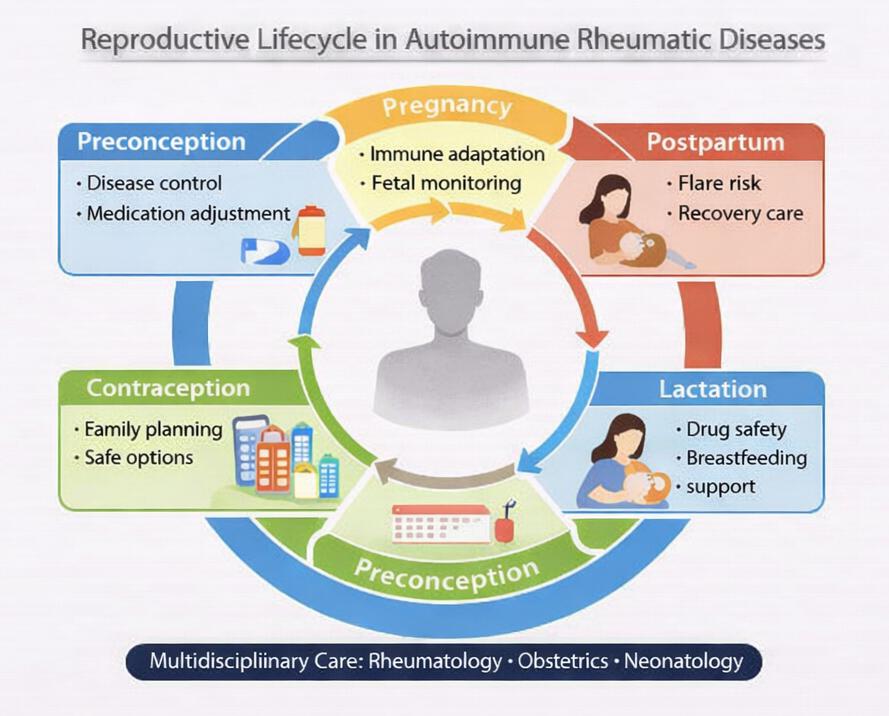 Figure 1: Reproductive lifecycle in autoimmune rheumatic diseases